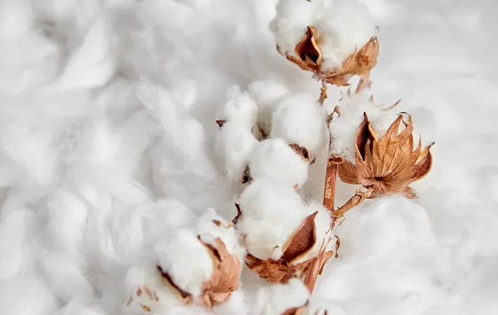 Cotton Price Rise